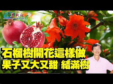 石榴樹|石榴樹開花這樣做，果子又大又甜，結滿樹！